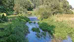 Seit den Renaturierungsmaßnahmen in den 1990er Jahren ist die Aue wieder ein Lebensraum für eine vielfältige Tier- und Pflanzenwelt.