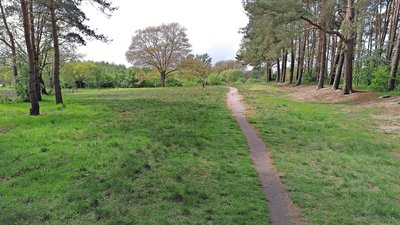 Blick auf das Biotop am Bösselberg im Frühsommer 2024.