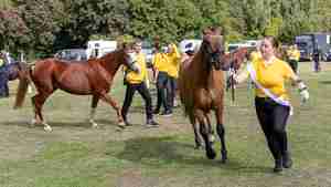 Landesmeisterschaften der Ponyjungzüchter am 20. September 2025 (3)