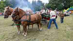 Pferde- und Hobbytiermarkt am 16. August 2025 (5)